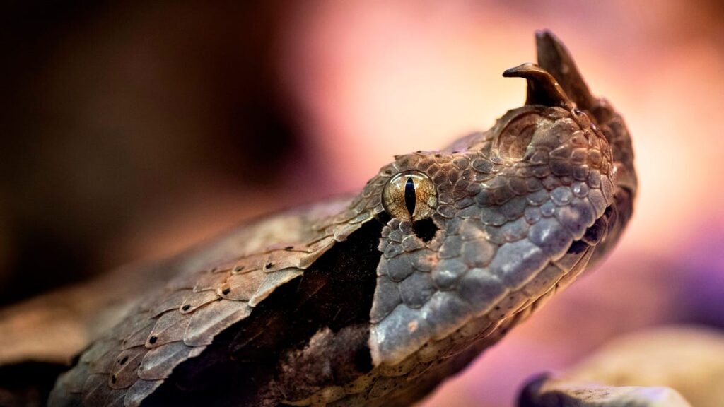 Venomous snake sighting was AI hoax Venomous snake sighting was AI hoax