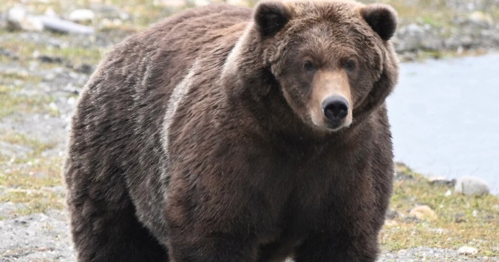 Backpack Wins Fat Bear Week: The Cute Story Behind His Name