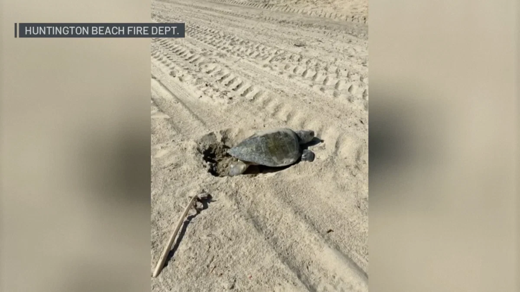 Sea turtles nesting on Orange County beaches for the first time